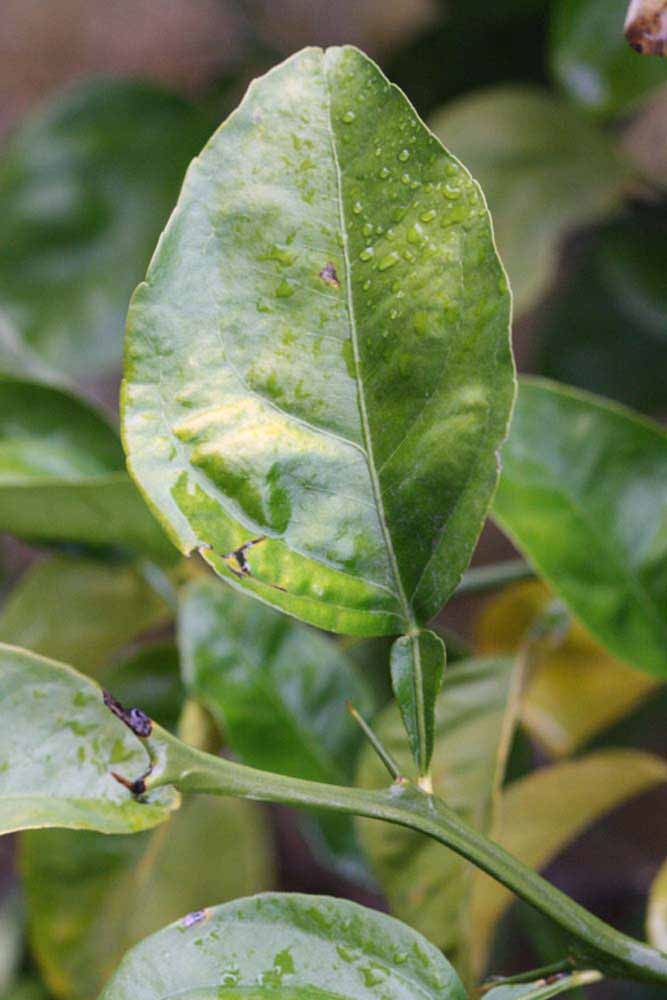              Unifoliolate leaf (Riverside, CA)       